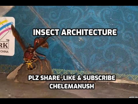 Insect Making  complete Architecture VIDEO ,START TO END //Insect builds it's home using muds //