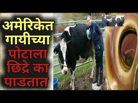 अमेरिकेत गायीच्या पोटात छिद्रे का पाडतात Why Is There A Hole In The Cow's Belly On A Farm In America