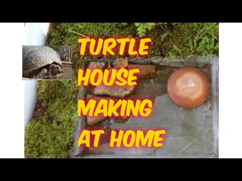 Turtle house making