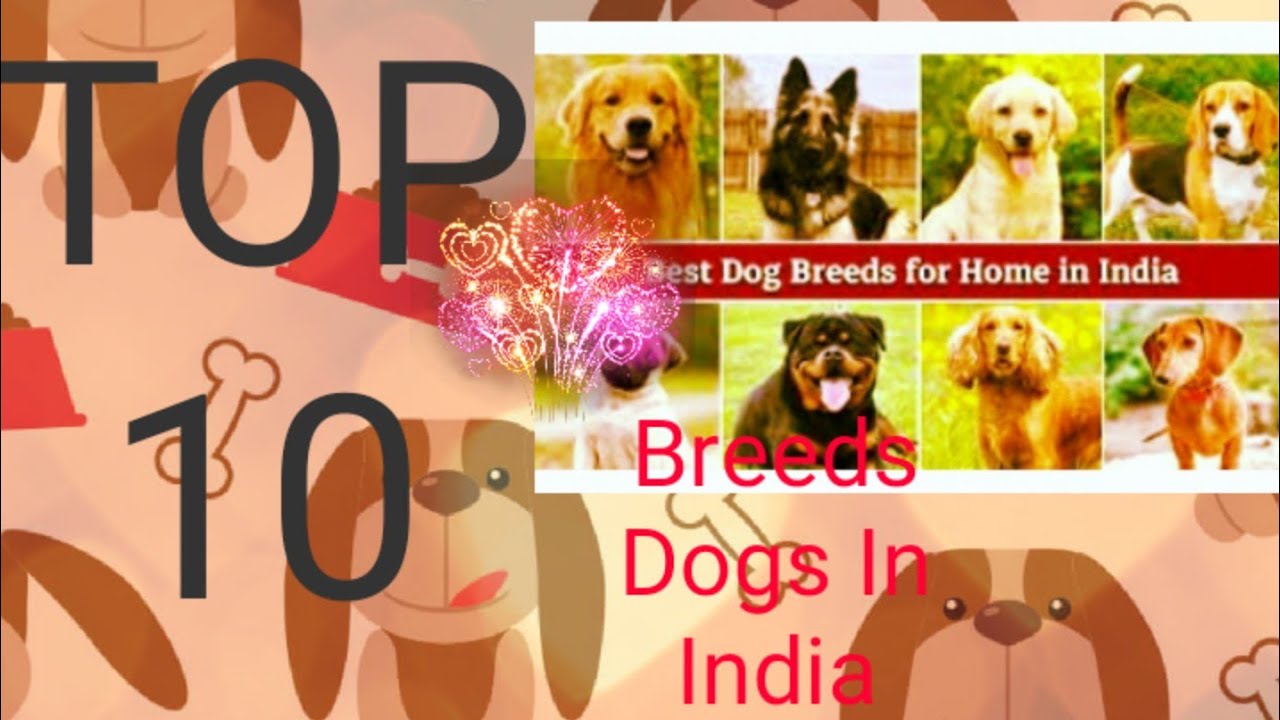 #Top 10 Breeds Dogs?#Top 10 best Dogs #2021#india