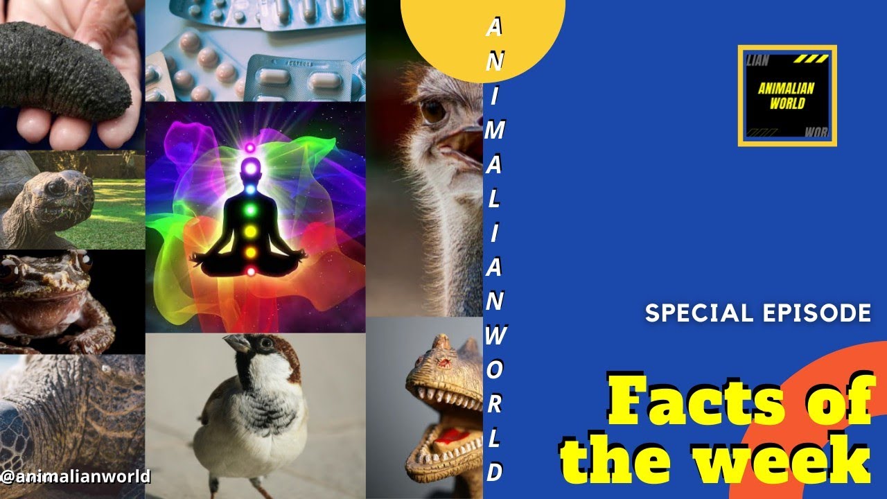 FactsOfTheWeek|Extinct species, Sparrow,Turtle,2.5lakh cucumber, Ostrich,Jellyfish | Animalian World
