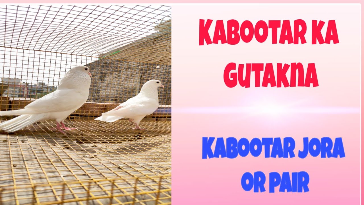 kabootar joda|Pigeon pair|Punjabi kabutar|kabootar ki video|kabootar bazi|pigeon sound|pigeon videos