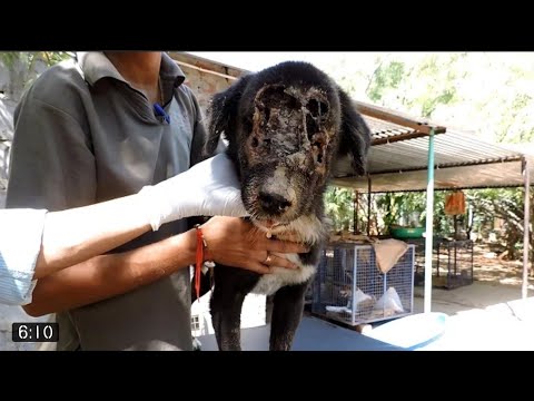 My1st Vlog ! Critically injured street dog gets a new life! Dog Screaming Pain #animallovers #dogs