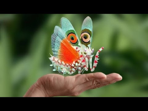 Beautiful Butterflies of the World. 4k Viewing Experience.