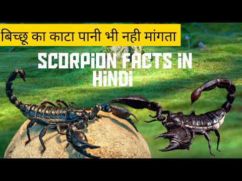 Scorpion facts in hindi | बिच्छू से जुडे amazing facts.