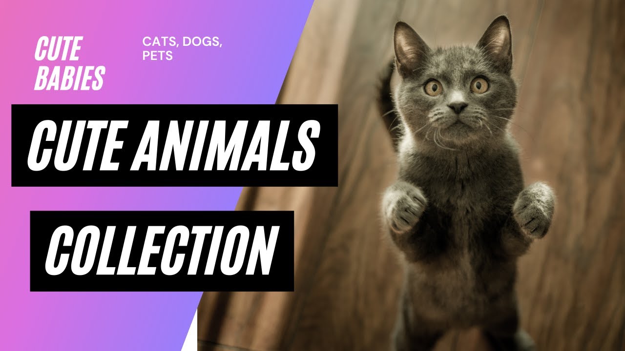Cute Animal Complication Videos- cute baby cats, dogs