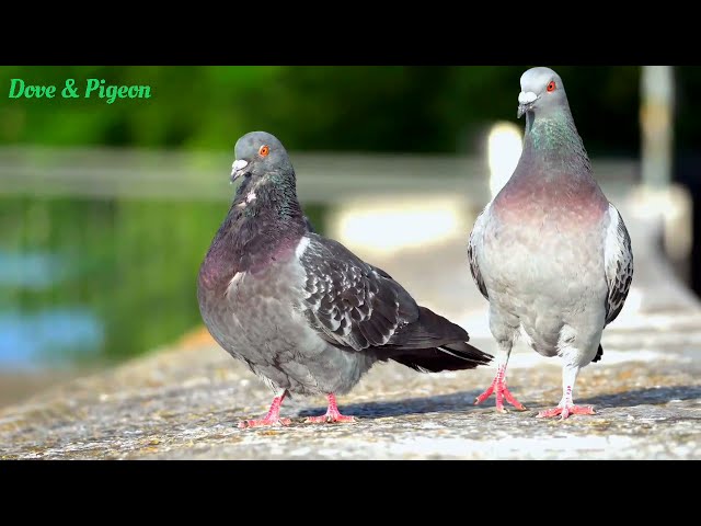 Dove and Pigeon | Beautiful Birds | Pigeons | Doves | فاختہ | کبوتر @Muskan Mangla