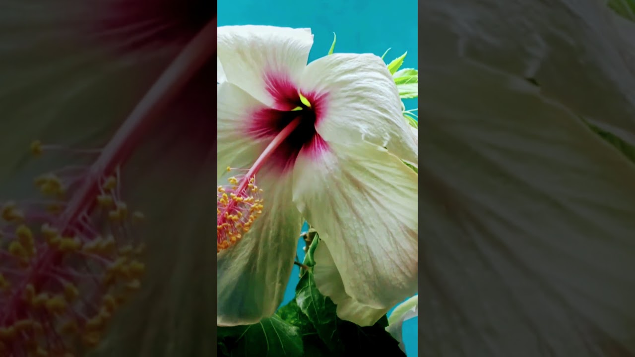 Nature Beautiful flower #hastages #short #youtubeshort #youtubefeed