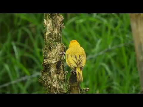 Birds wildlife Videography and photography#shorts