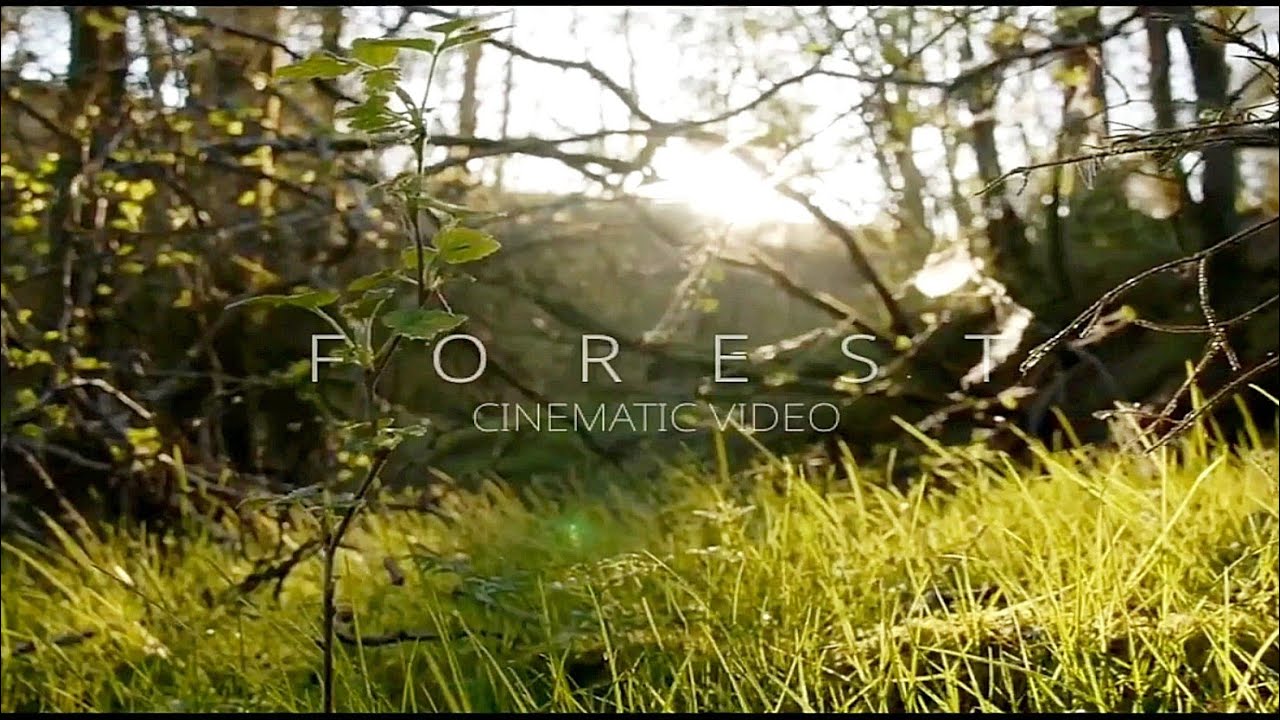 Forest Cinematic Video , 4k Video , Nature , Lovely Viewing Experience ( Enjoy Nature )