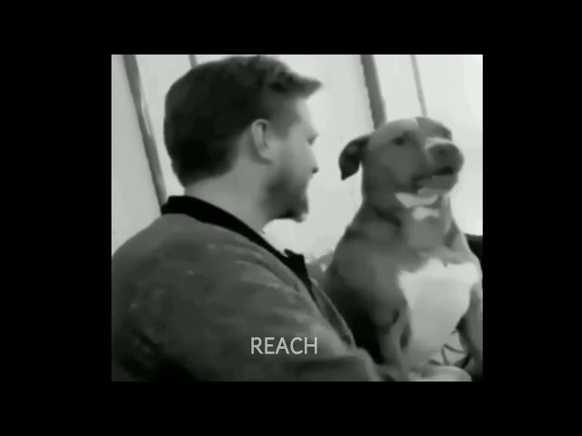 Sugarcrash | Funny Dog video | Dog slaps #shorts #sugarcrash