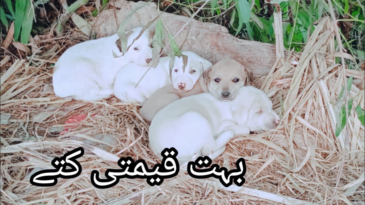 Most expensive dogs breed in world|Bhut keemti dogs|بہت قیمتی کتے