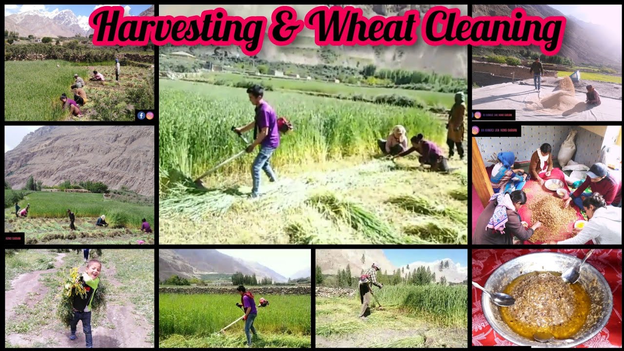 Harvesting Wheatgrass with Machine and Hand Sickles | Cleaning Wheat at Home | Growing Potatoes