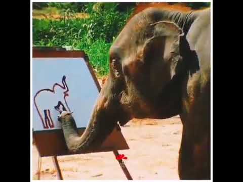 हाथी ने किस तरह अपनी पेंटिंग बनाई | How elephant draw their picture | Elephant | Wild | Indo Affair