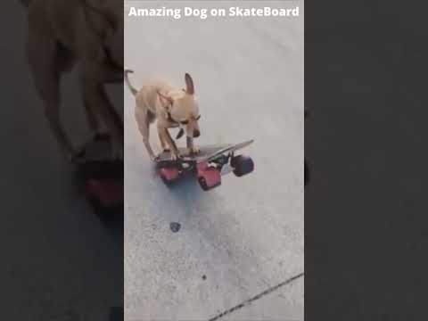Amazing Dog on Skateboard | #ViralVideo | Have to Like & Share | #shorts #dog