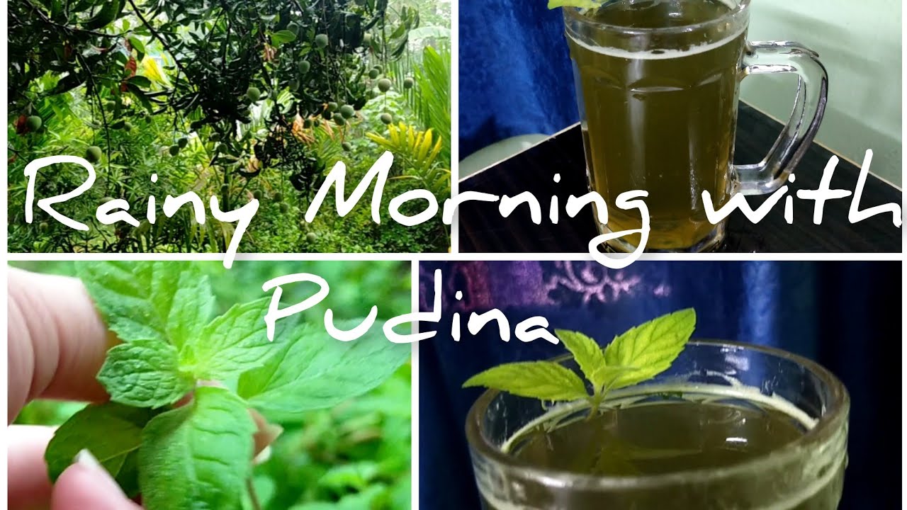 Fresh Pudina drink?| Rainy Morning | S.S VloGz