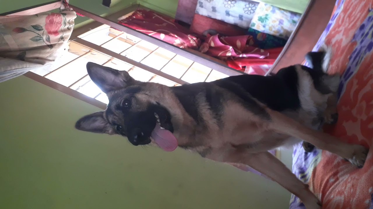 GSD (mango) is play mode S GSDS..if you like please subscribe