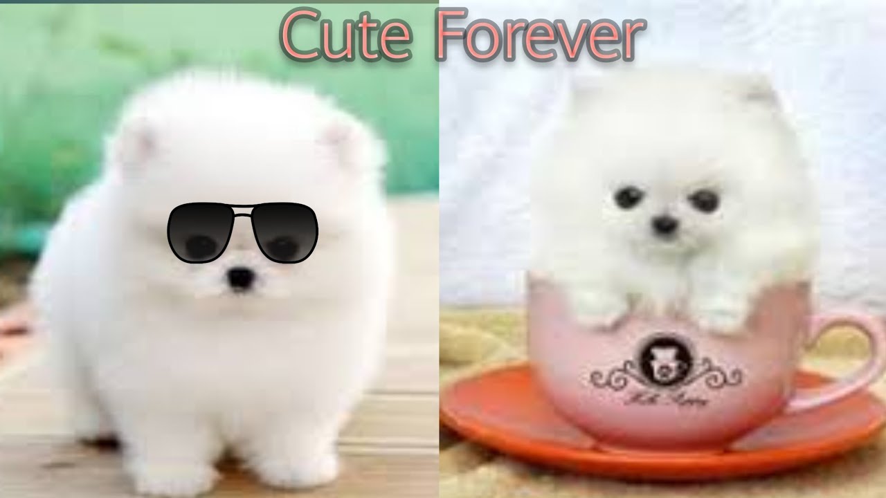 Cute forever you will see Pomeranian puppy, baby dogs, white puppy, golden puppy doing funny things