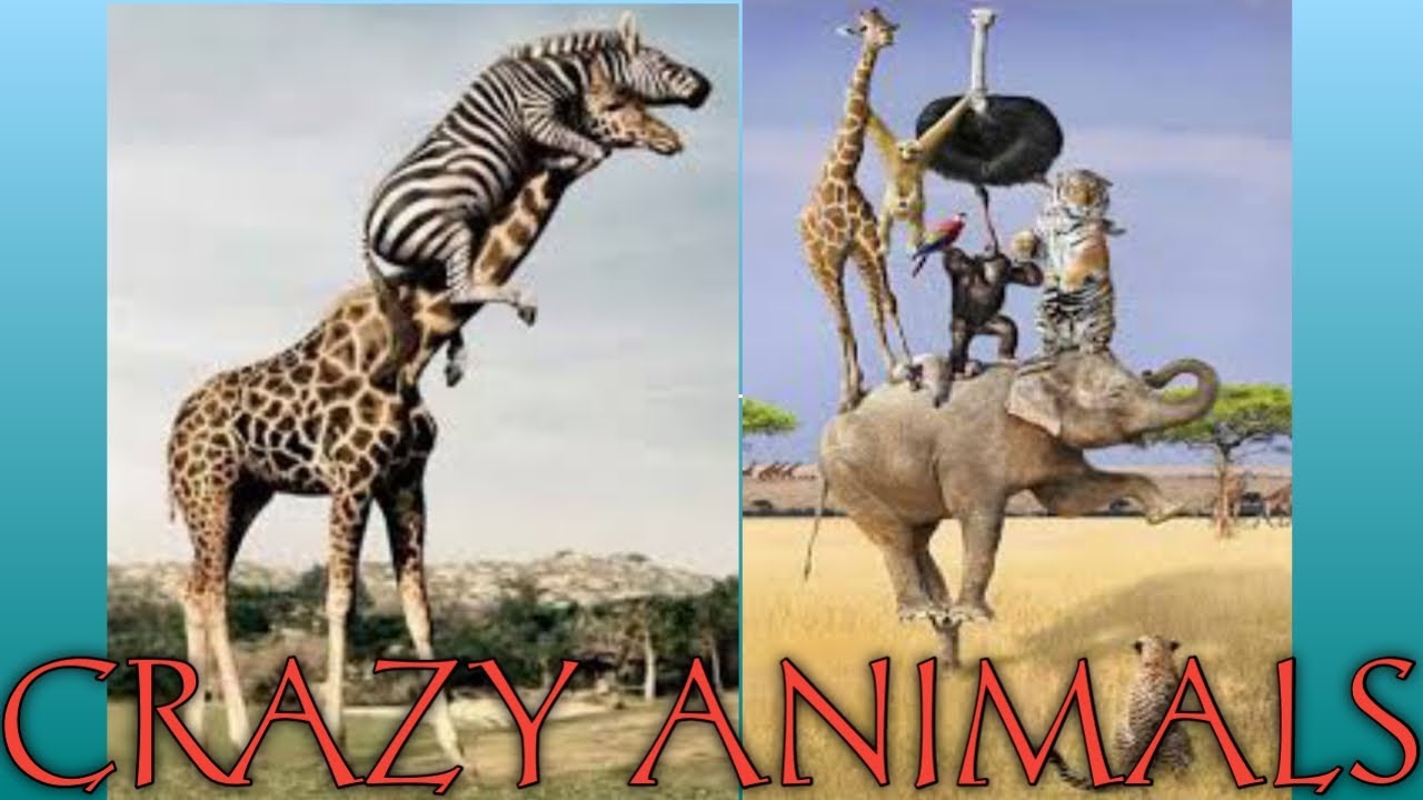 Crazy Animals||funny||Animals-#3