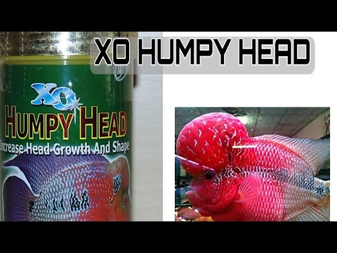 Xo Humpy head | Flowerhorn fish food | Review in Tamil / English | M. S. D |