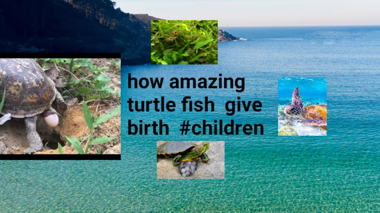 #turtle #Fish #eggs #Giving #birth TuRtLe GiViNg BiRtH To BaBiEs,  FiSh LaYiNg EgGs #layiong