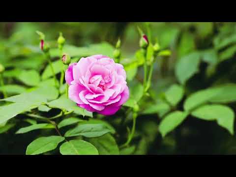 Flowers Blossoms HD video(beauty of nature)