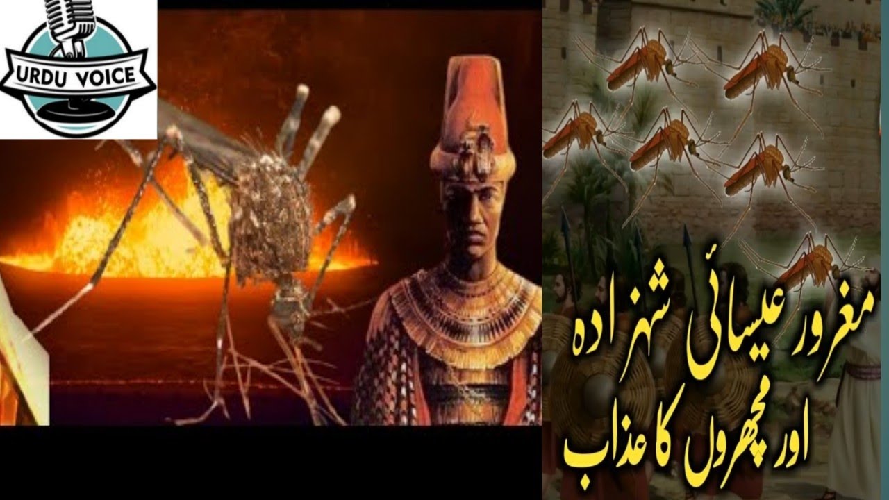 The_story_of_the_christian_Jewish_king_ the_torment_of the mosquitoes is the real story Urdu voice