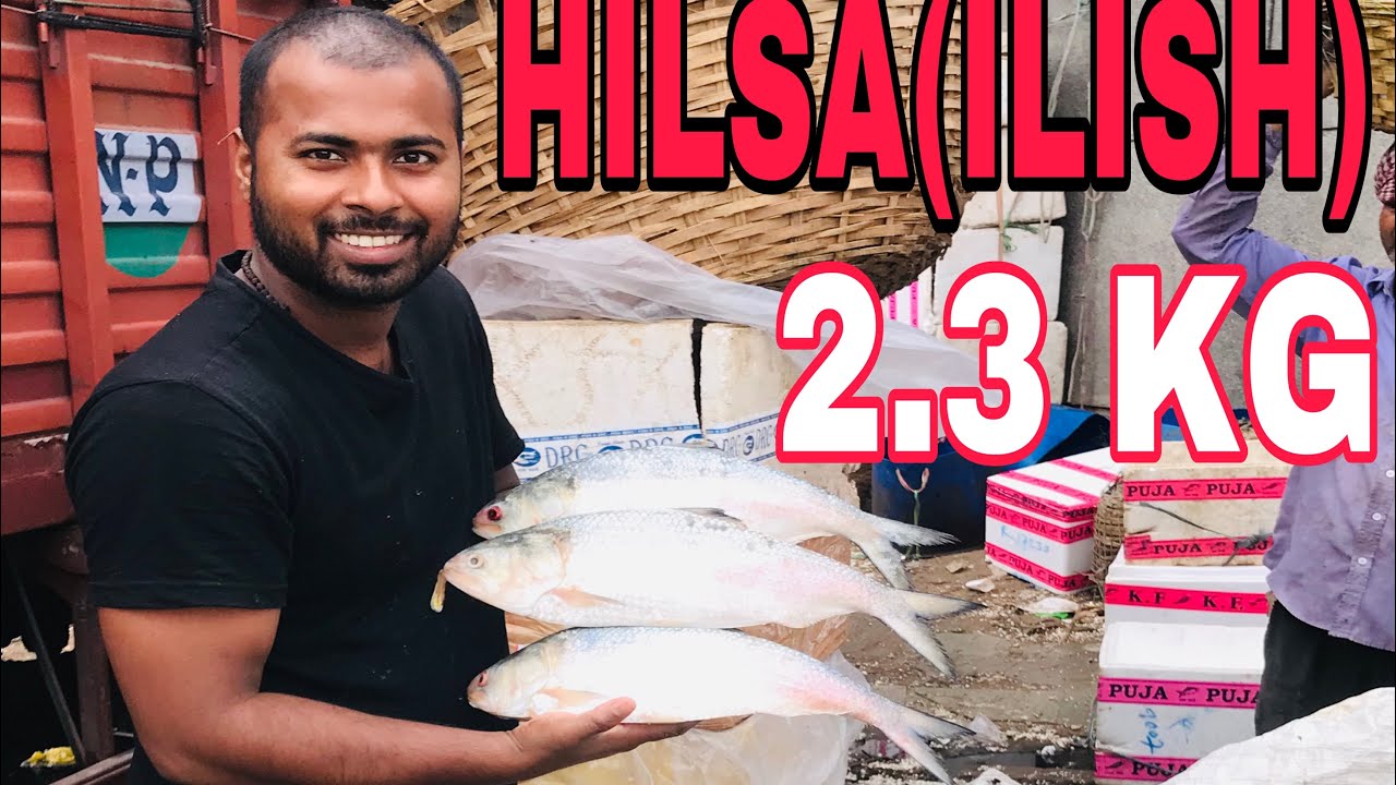 Favourite Big Hilsa (ilish) Fish Cutting Skills Live In Indian Fish market | RRRM |