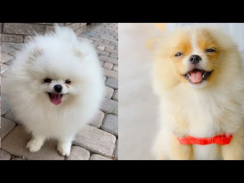 CUTE Dogs || Pet lovers || Animals || Best Buddies || Dogs || Best Friends Forever